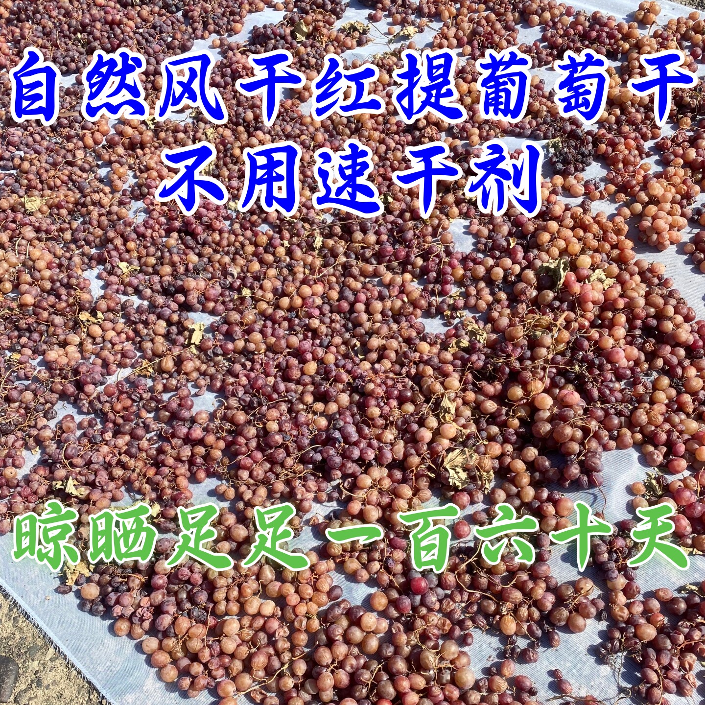 新疆吐鲁番自然晾晒风干红提葡萄干无速干剂500克包邮直发