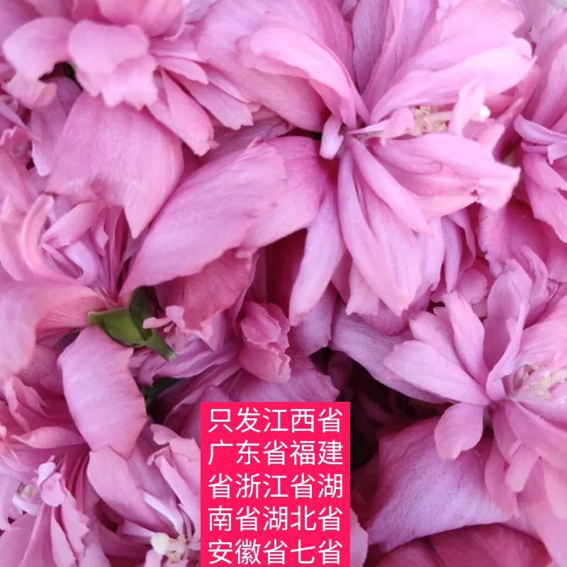 于都县木槿花鲜花食用重瓣花瓣花蕾酒店西餐冷艺摆盘装饰点缀食材