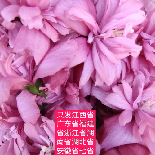 于都县木槿花鲜花食用重瓣花瓣花蕾酒店西餐冷艺摆盘装饰点缀食材