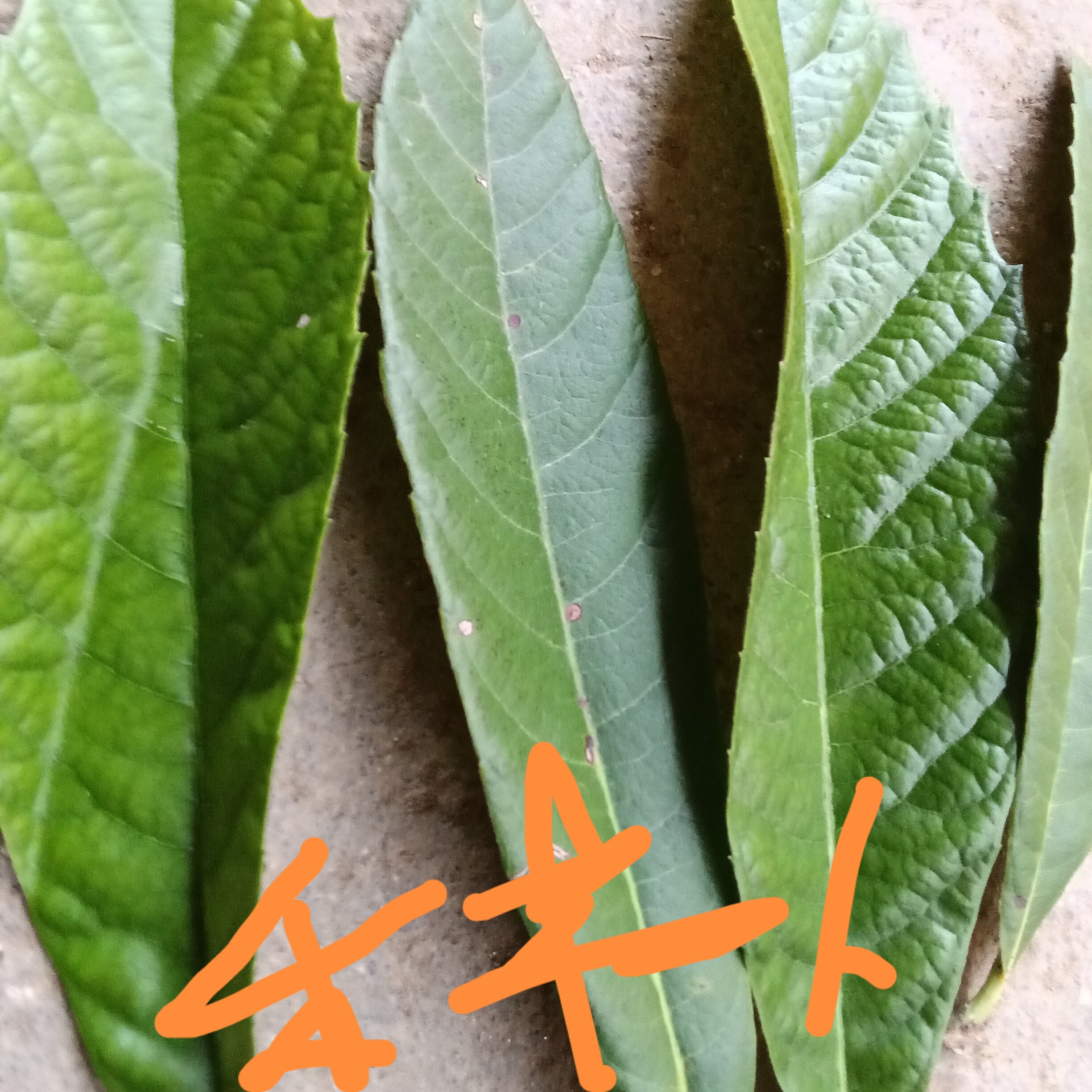 江西枇杷叶新鲜野生枇杷树叶现摘现发农家可食用批把茶无农药包邮