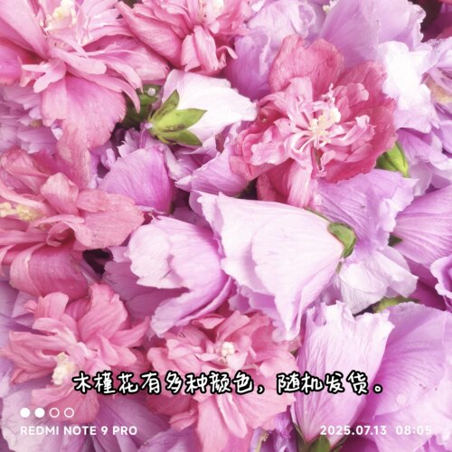 于都县木槿花鲜花食用重瓣花瓣花蕾酒店西餐冷艺摆盘装饰点缀食材