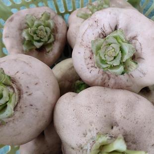 赣南土特产扁萝卜2023年新鲜蔬菜盘菜大头甜软菜圆形菜非温州包邮
