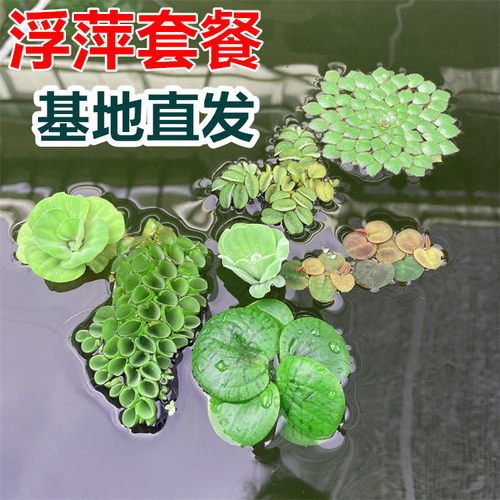 浮萍水草肚兜萍水生水养植物净化水质一叶莲鱼虾缸淡水族鱼缸造景