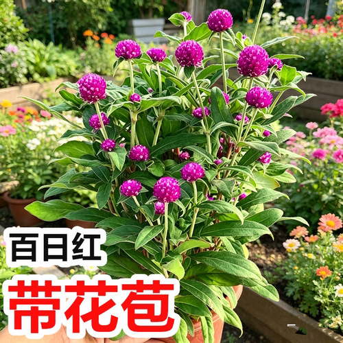千日红盆栽带花苞百日红千日粉色