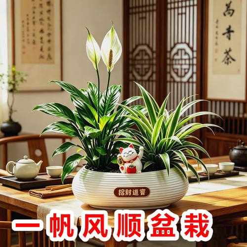 一帆风顺盆栽白掌植物室内红掌容易养花卉净化空气水培观花办公室