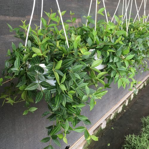 钻石翡翠吊兰盆栽垂吊绿植客厅