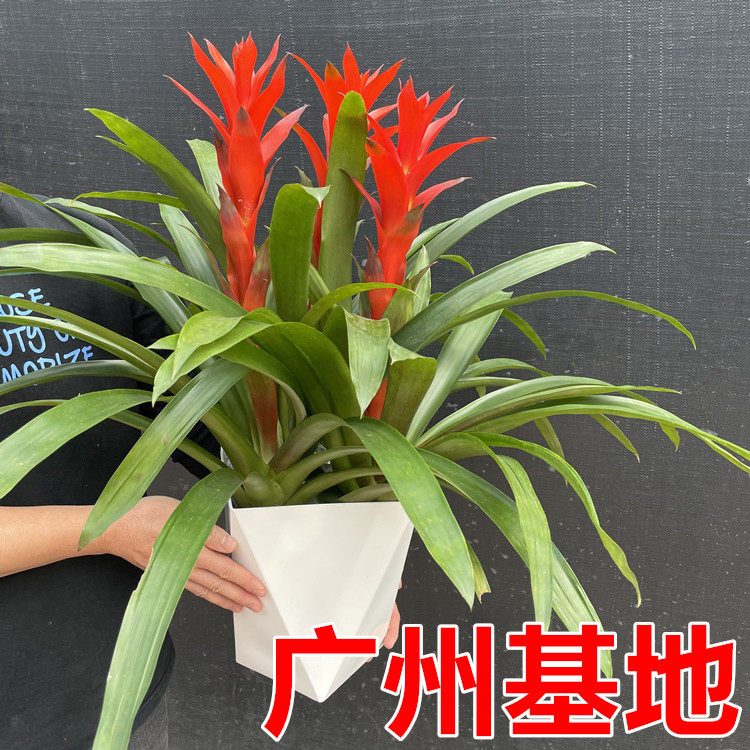 鸿运当头盆栽带花水培植物室内客厅大型植物发财招财绿植凤梨花,鲜花速递/花卉仿真/绿植园艺,红掌/凤梨/温室花卉,淘宝优惠券,粉丝福利购,淘宝优惠卷
