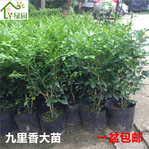 九里香盆栽四季开花浓香型