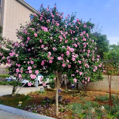 重瓣木槿花苗南方北方种植
