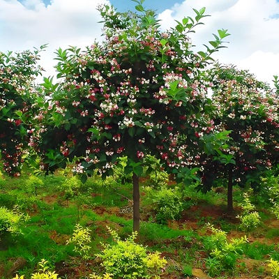 五彩锦带树苗盆栽多季开花
