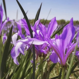 马蔺马兰花马莲四季易种园林绿化阳台花海庭院花苗耐寒耐旱宿根花