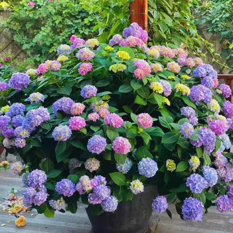 重瓣大花无尽夏绣球老桩花苗