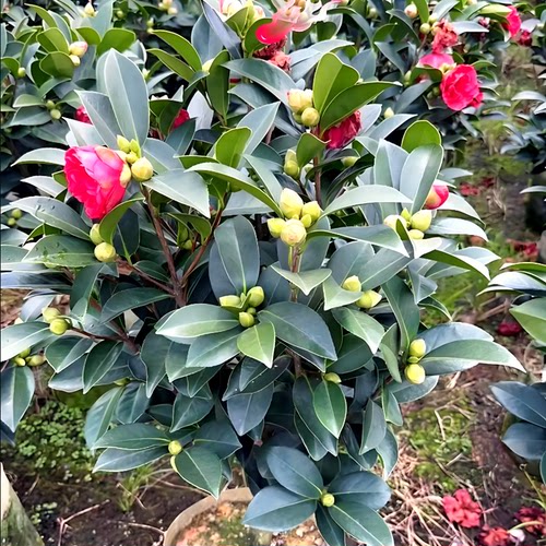 四季开花杜鹃红山茶花开不断