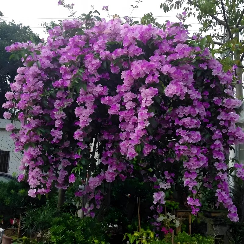 攀援植物蒜香藤紫铃藤