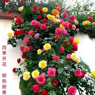 无刺蔷薇花苗爬藤四季 花植物庭院盆栽耐寒耐热 老桩卉花苗爬藤月季