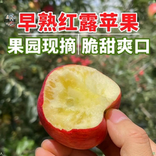 云南当季红露苹果早熟红露红苹果甜脆多汁昭通糖心丑苹果新鲜水果