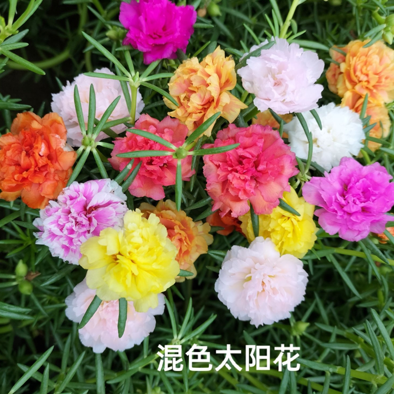 混色重瓣大花太阳花盆栽植物楼顶阳台花卉带土带花苞庭院绿植包邮