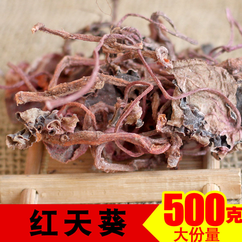 红天葵紫背天葵 红天葵草中药材紫背天葵一点红紫背青天葵红叶