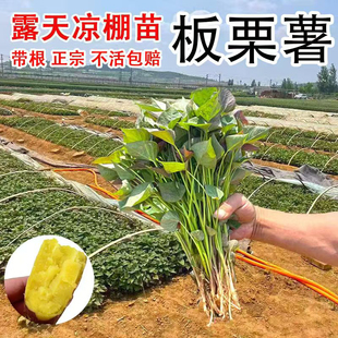 山东济薯26黄心板栗红薯苗红皮黄心地瓜秧苗现拔现发山芋苗番薯苗