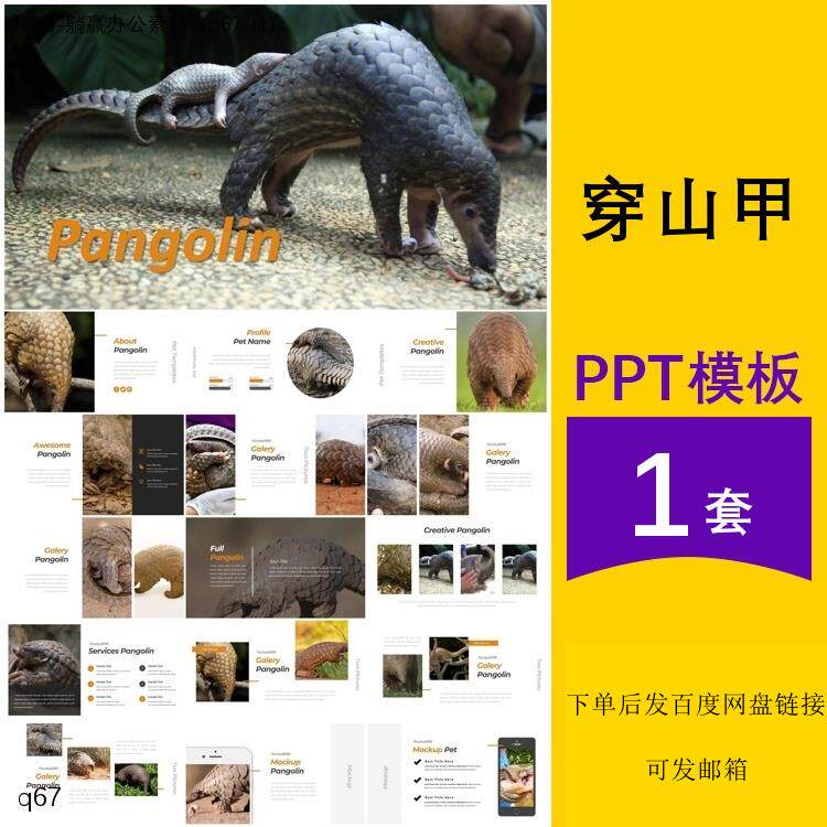 穿山甲介绍简介认识观察保护动物幼儿园班会汇报主题背景ppt模板