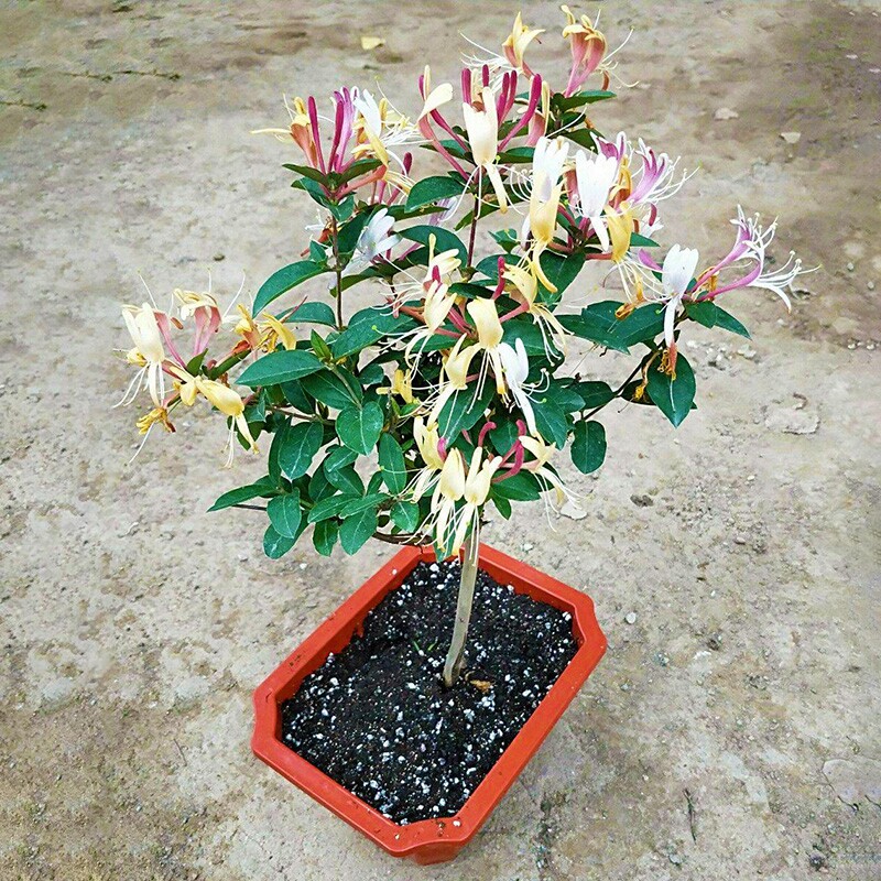 可食用庭院爬藤阳台盆栽金银花
