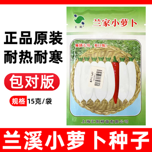 兰溪小萝卜种子适合冬天种的菜过冬蔬菜种籽冬季罗卜四季种孑大全