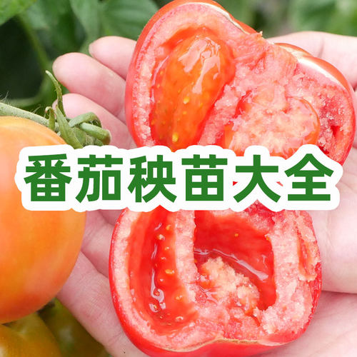 老品种番茄种子四季苗