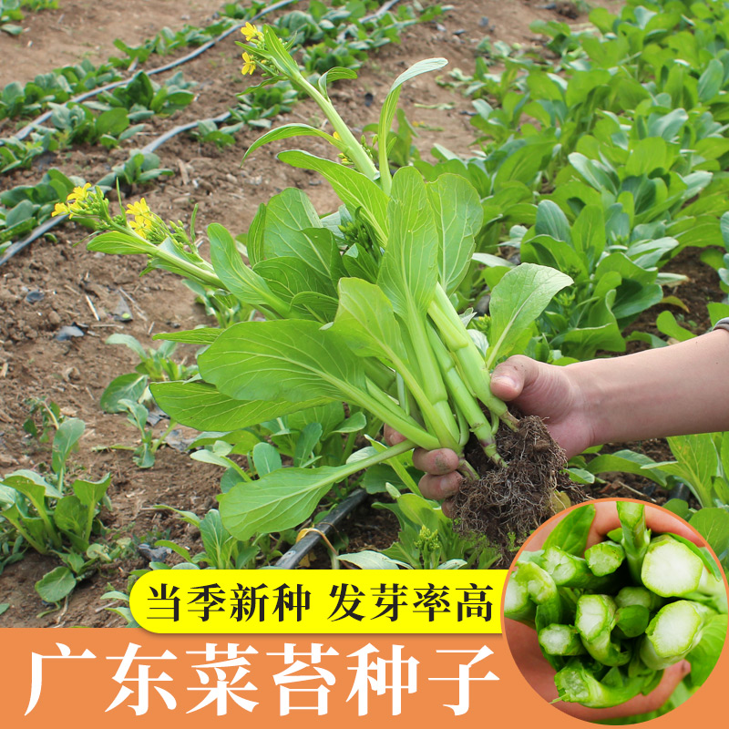 广东四九菜心种子红菜苔白菜苔四季蔬菜种籽孑增城迟青菜菜籽大全 鲜花速递/花卉仿真/绿植园艺 家庭园艺种子 原图主图