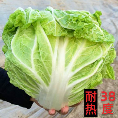 耐热白菜种子四季蔬菜