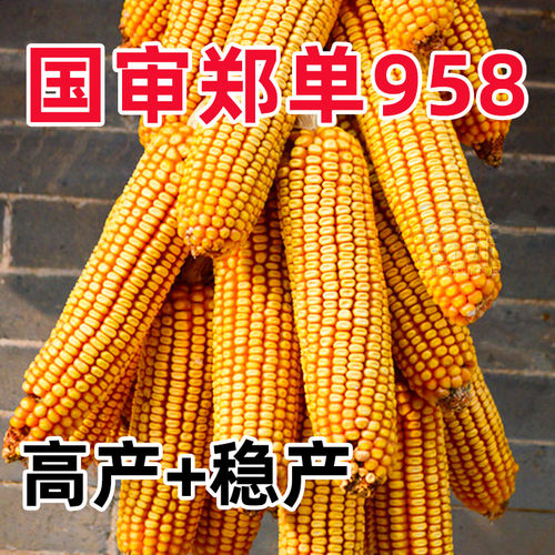 郑单958玉米种子国审正品