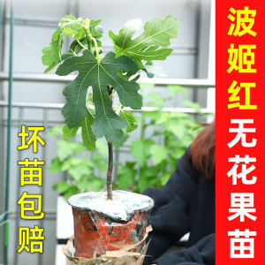 无花果树果苗四季种植