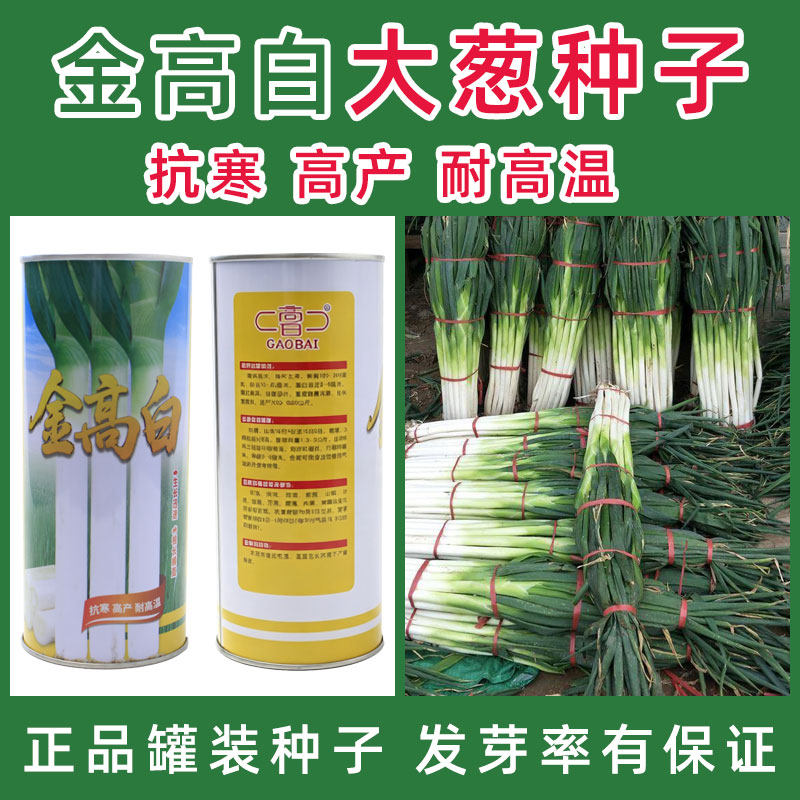 大葱种子耐寒耐热葱种