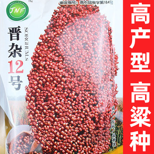 高粱种 老品种可食用酿酒专用高产红高粱种子种籽北方抗旱防鸟害