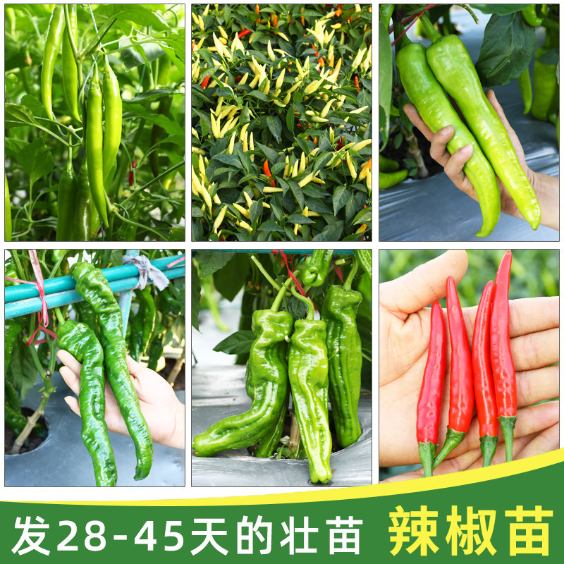 四季辣椒苗秧苗高产蔬菜图片