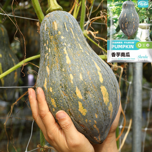 香芋南瓜种子秧苗粉甜香糯