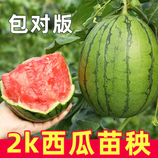 2k西瓜秧苗春季小西瓜苗秧嫁接高产吊瓜种子水果盆栽阳台种籽南方