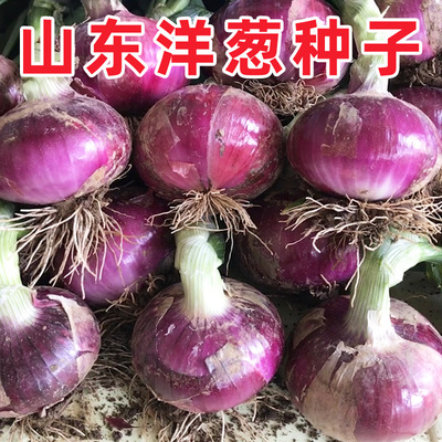 洋葱种子山东老品种紫皮