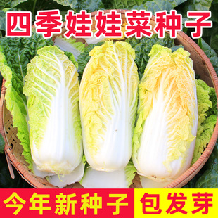 娃娃菜四季 菜种耐热 种子种籽黄心蔬菜种孑农家南方白菜夏天种
