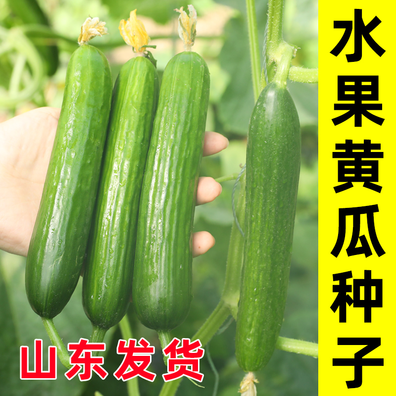 四季水果黄瓜种子大全