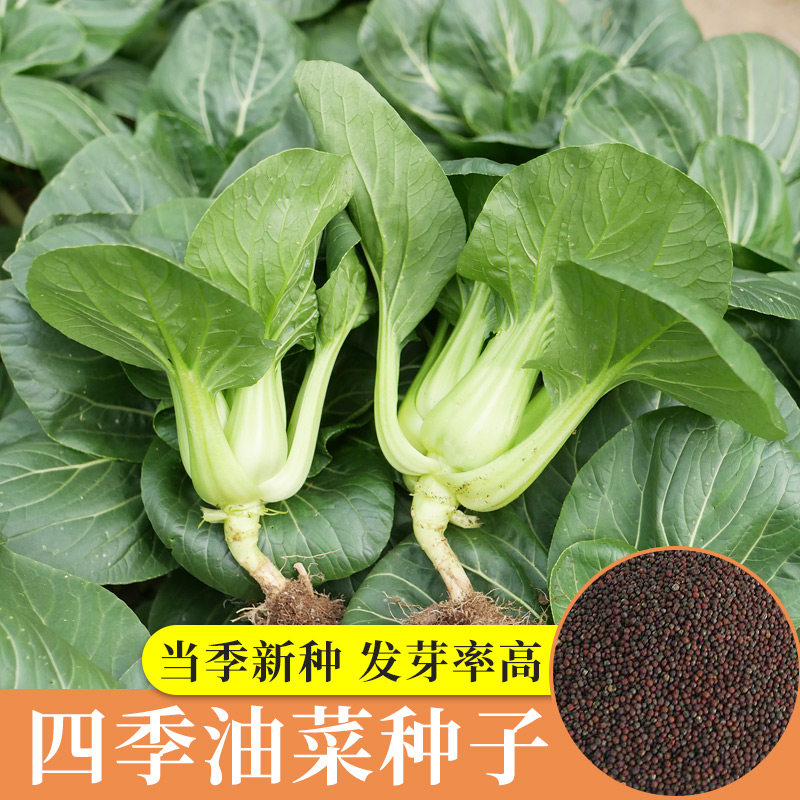 矮脚青梗菜种籽阳台小油菜四季菜籽种上海青种子孑菜种夏季籽种