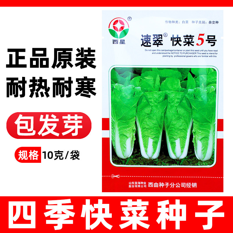 快菜种子四季蔬菜种籽图片