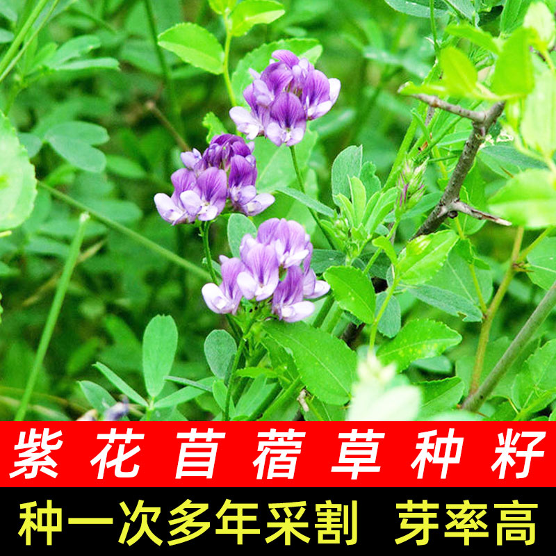 大叶紫花苜蓿草籽种多年生种子草种牧草喂牛种籽孑耐寒耐旱草籽