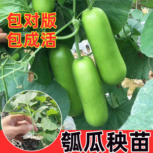 瓠瓜秧苗蔬菜种籽孑葫芦瓜种子苗适合冬天种的菜种大全春季菜苗