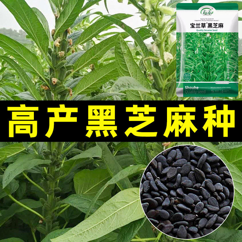 高产黑芝麻种子早熟老品种图片