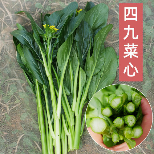 四九菜心种籽南方蔬菜