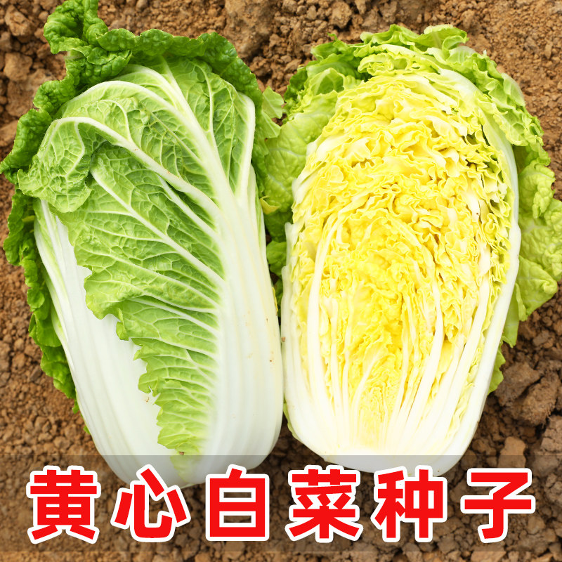 山东黄心大白菜种子秋冬籽种大全耐寒菜种高脚蔬菜种籽孑秋冬季,鲜花速递/花卉仿真/绿植园艺,家庭园艺种子,淘宝优惠券,粉丝福利购,淘宝优惠卷