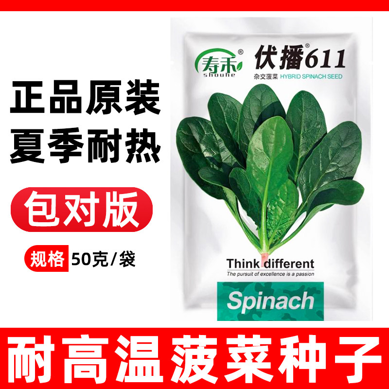 伏播611耐热菠菜种子图片