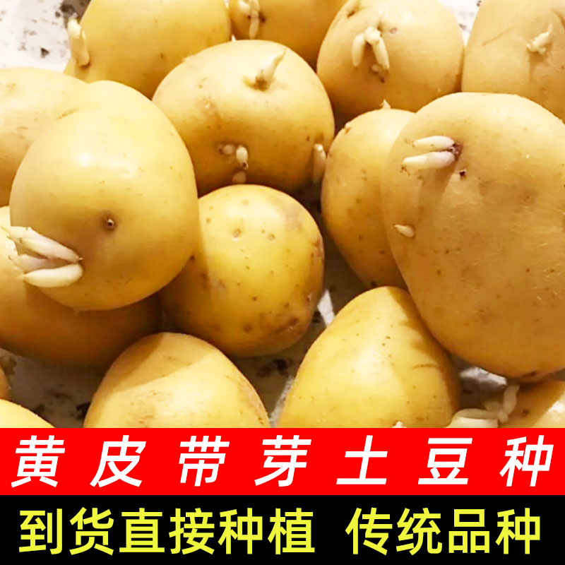 黄皮黄心土豆种子高产