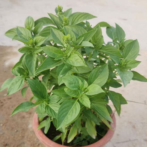 可食用九层种子苗紫罗勒阳台