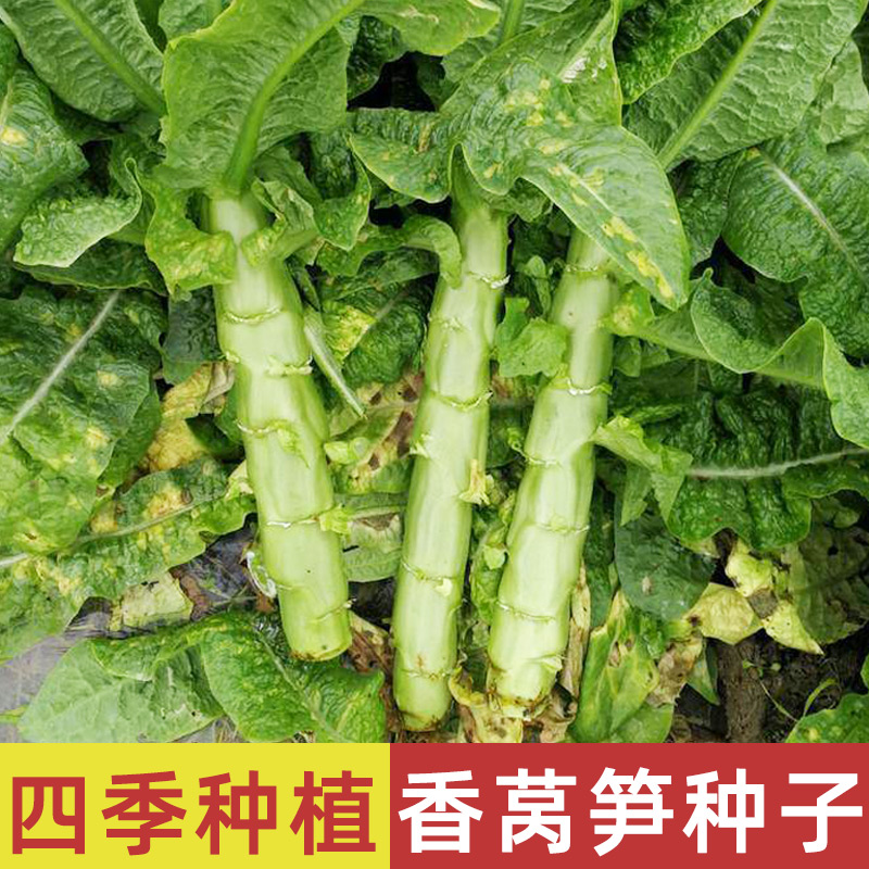 四季香莴笋种子春季四川圆叶莴苣蔬菜种籽夏天的菜种夏季北方种孑 鲜花速递/花卉仿真/绿植园艺 家庭园艺种子 原图主图